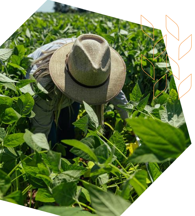 Produtor rural trabalhando em lavoura agrícola, representando soluções exclusivas e cultivares adaptáveis no campo.