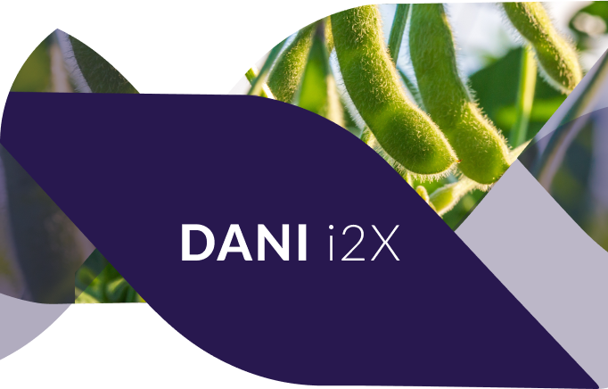 Cultivar de soja Dani i2X com vagens no campo.
